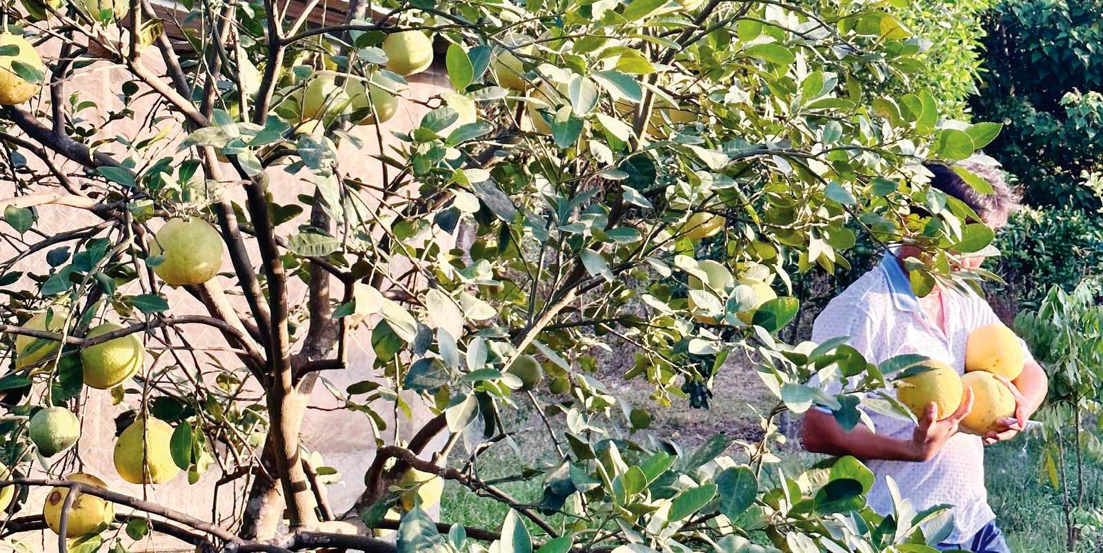 Phát triển kinh tế xanh từ phiên chợ - sự kiện tử tế