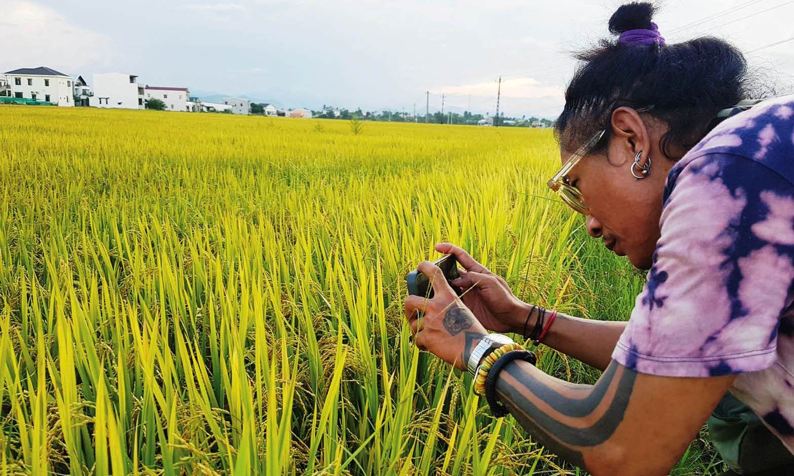 Ruộng lúa kể chuyện nghệ thuật