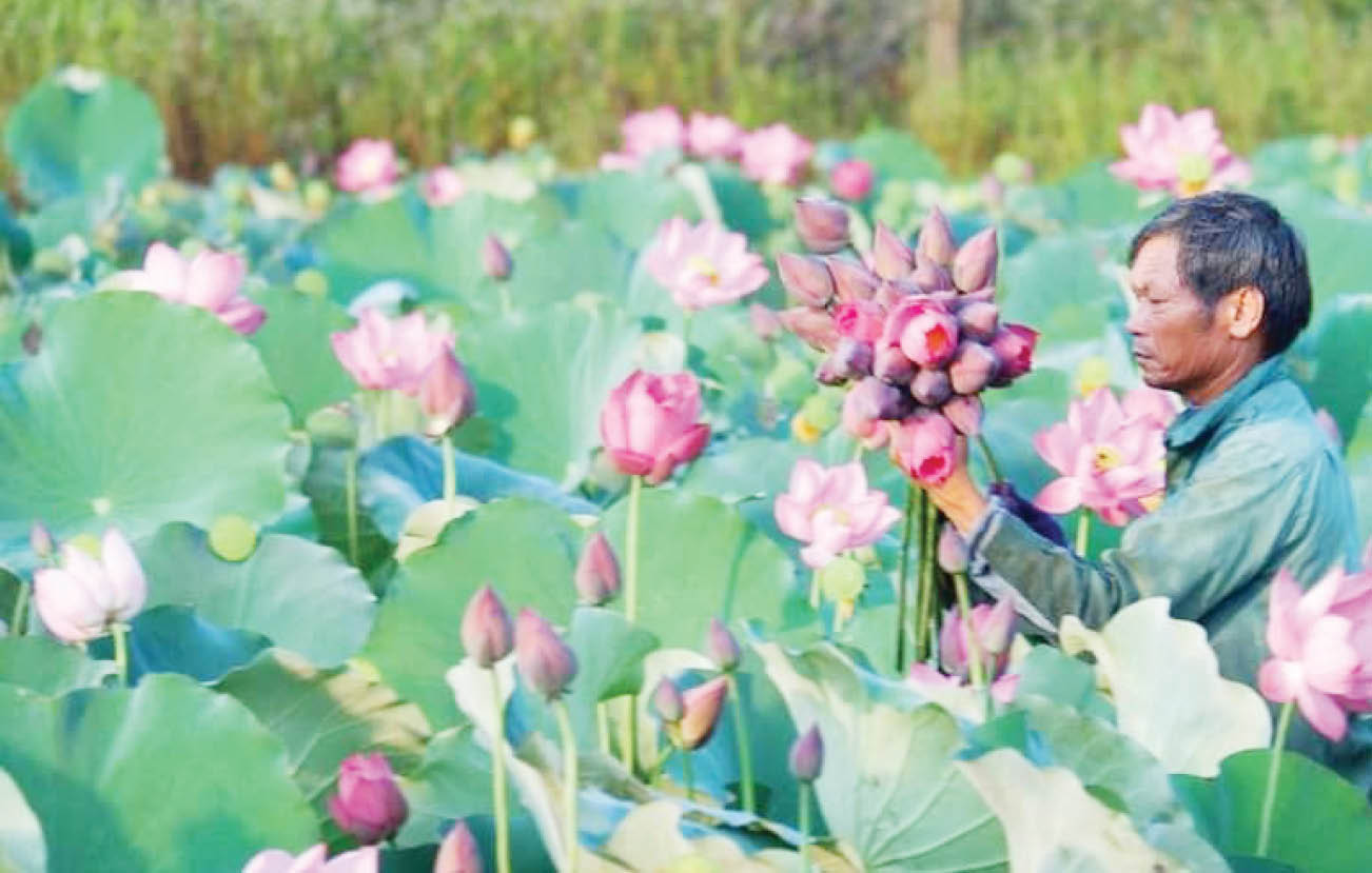 Người nông dân có quyền làm giàu trên mảnh đất của mình