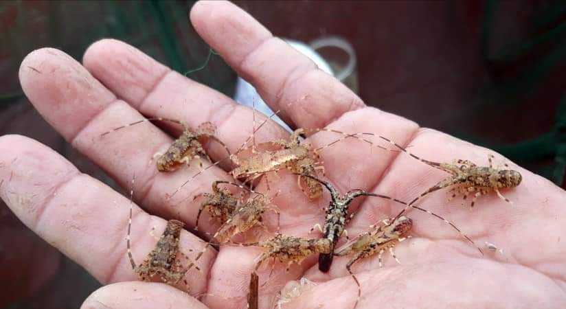 Giám sát tình trạng nhập tôm hùm giống trên địa bàn