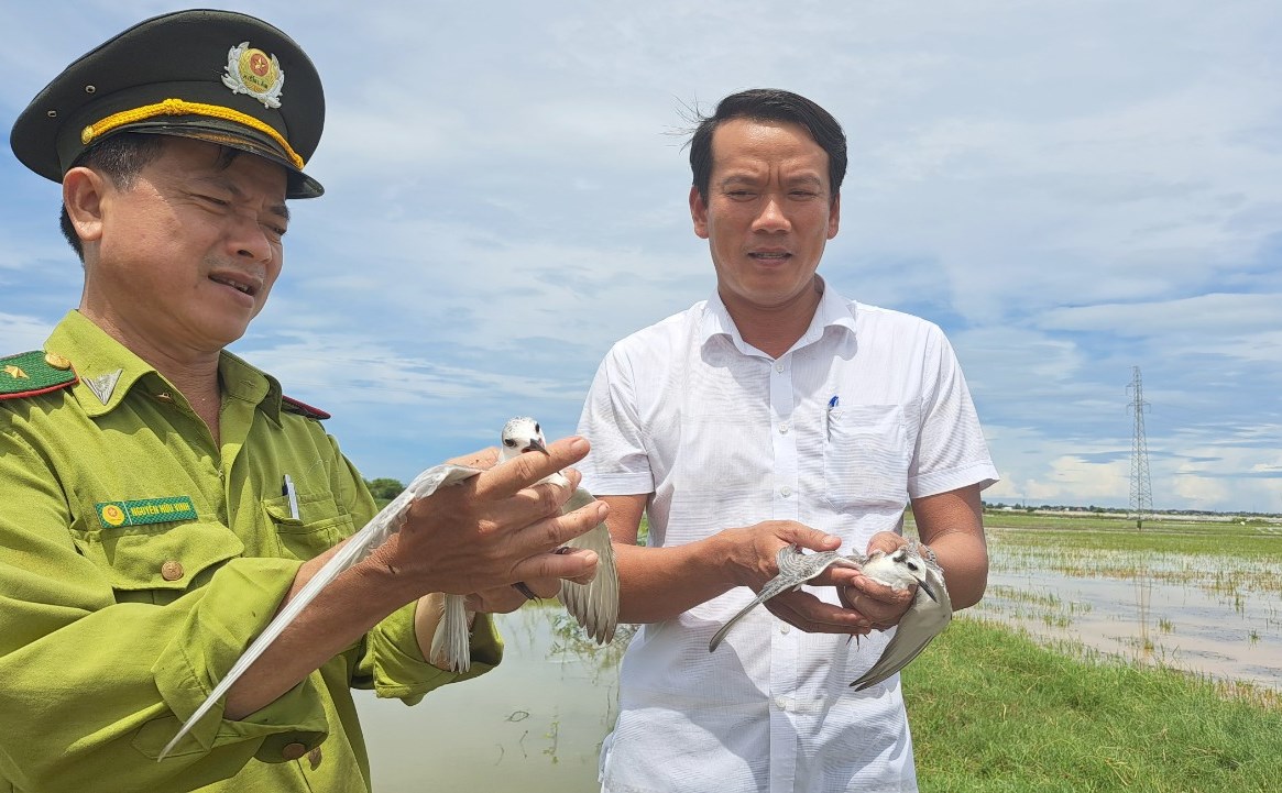 Hương Thủy Tháo gỡ, tiêu hủy hàng trăm bẫy đánh bắt chim trời