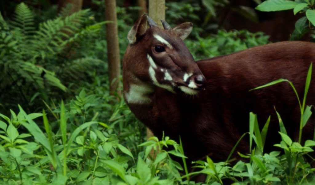 Giải cứu sao la khỏi bờ vực tuyệt chủng