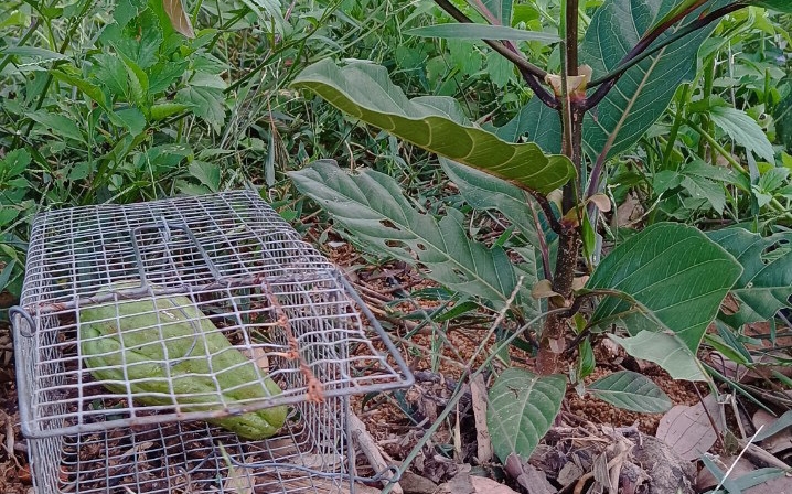 Hàng chục ha rừng bản địa bị chuột cắn phá