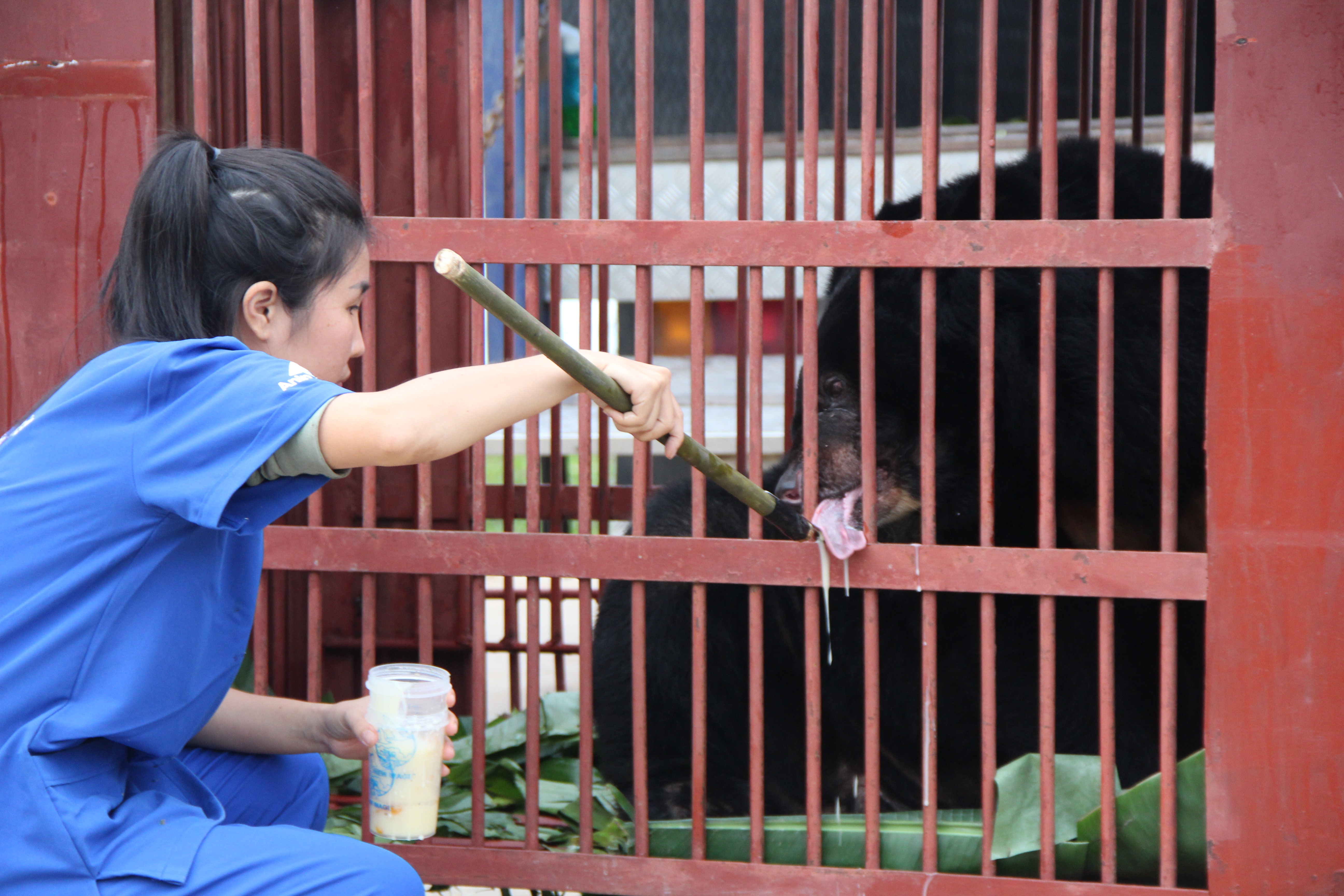 “Ngôi nhà gấu” Bạch Mã đón 2 cá thể gấu đầu tiên