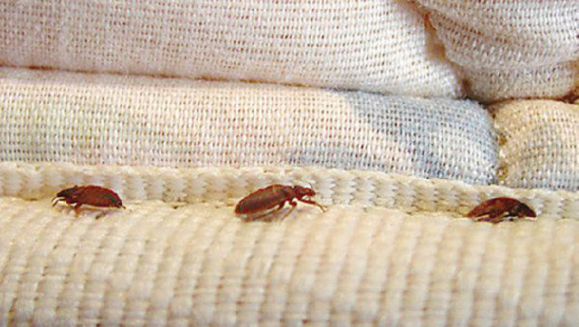 Pháp tổ chức họp khẩn về vấn nạn rệp hoành hành