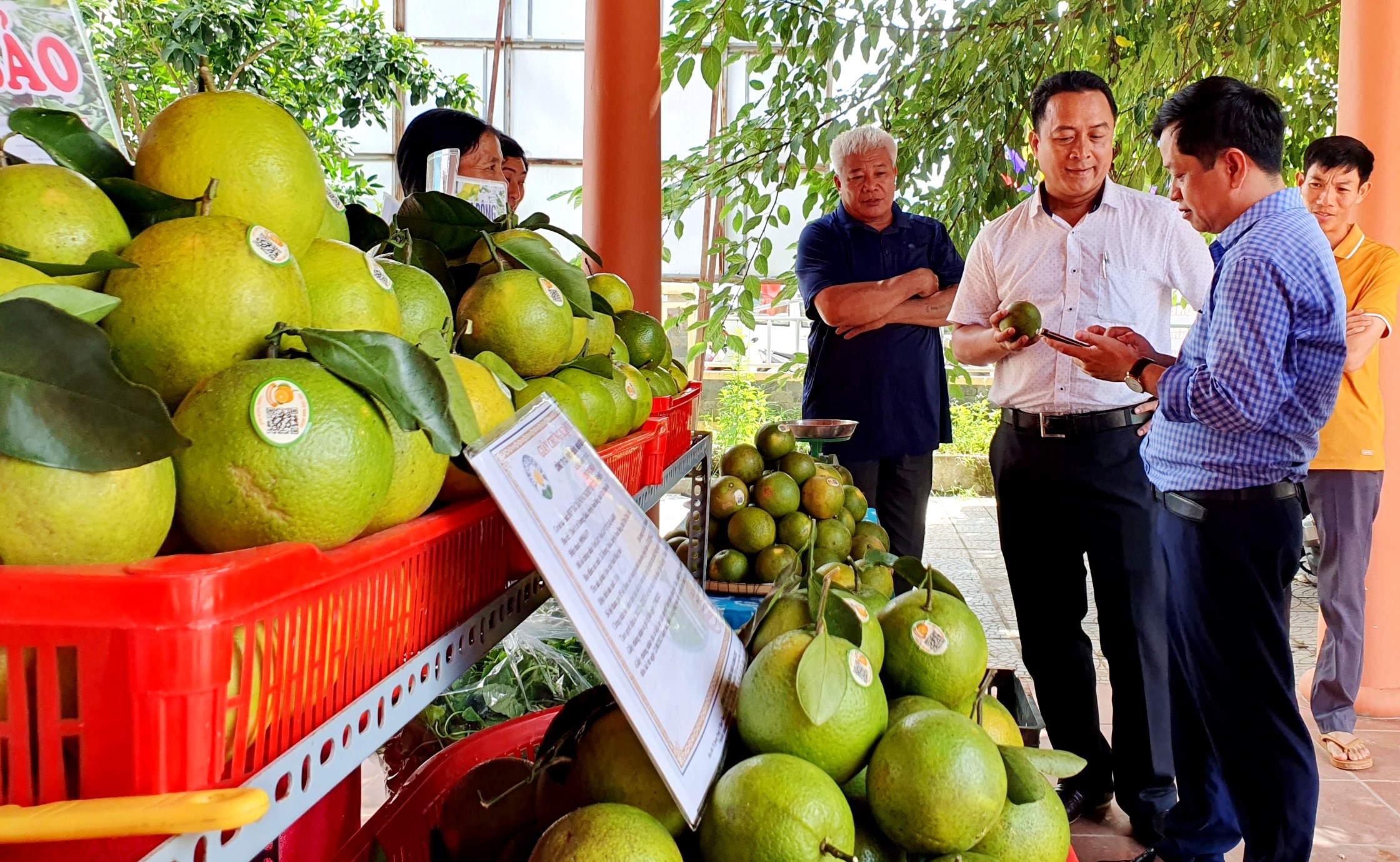 Tiếp tục thúc đẩy đầu ra cho cam Nam Đông