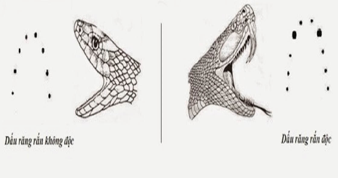 Rắn cắn, phân biệt rắn độc  không độc