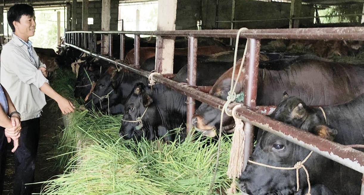 Phòng, chống đói, rét cho gia súc