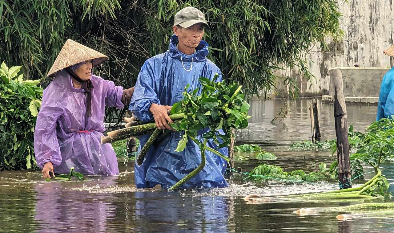Cây nưa bị thiệt hại nặng do mưa lũ