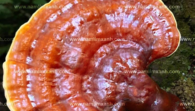 Nấm lim xanh chữa bệnh ung thư, các nghiên cứu và cách sử dụng nấm lim xanh tốt