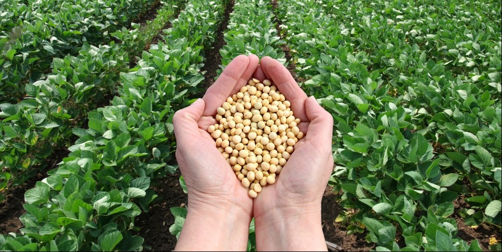 Brazil Thuốc trừ sâu khi trồng đậu nành có thể làm tăng tỷ lệ trẻ tử vong vì ung thư