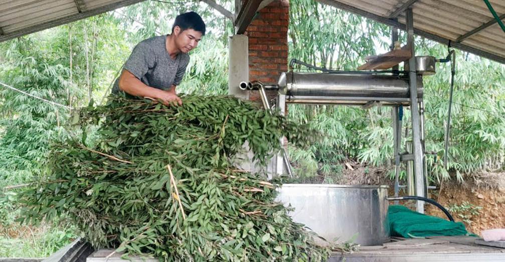 Trăn trở cùng vườn cây dược liệu