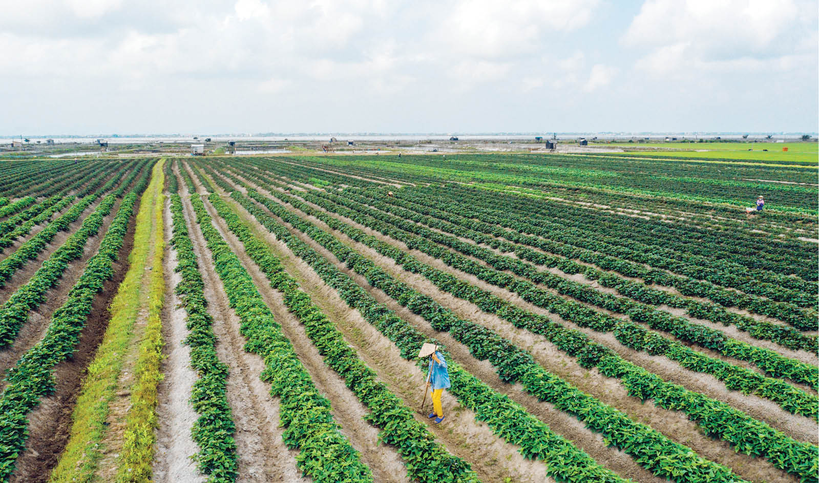 Cung ứng nguồn nhân lực cho nền nông nghiệp sạch