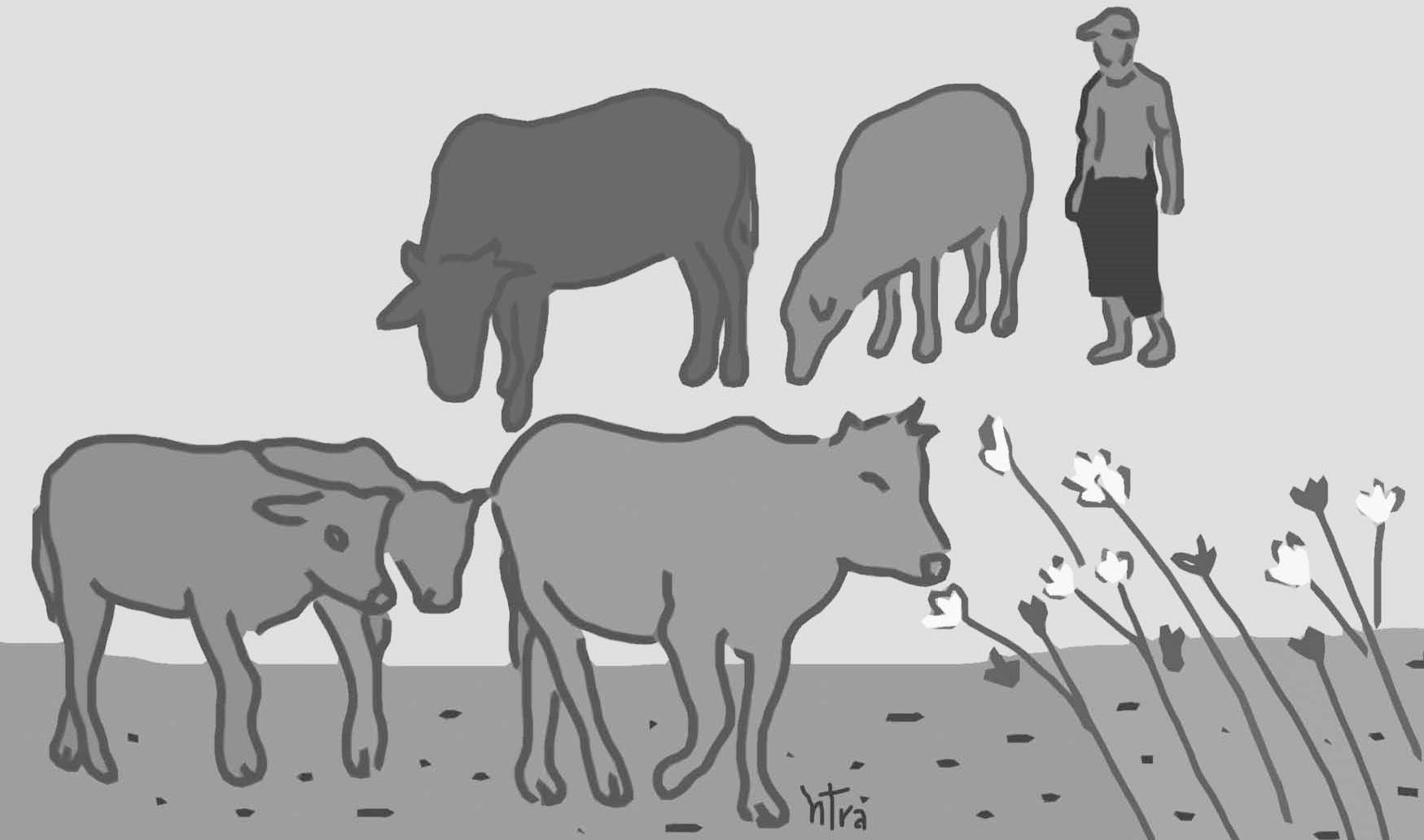 Như một giấc mơ