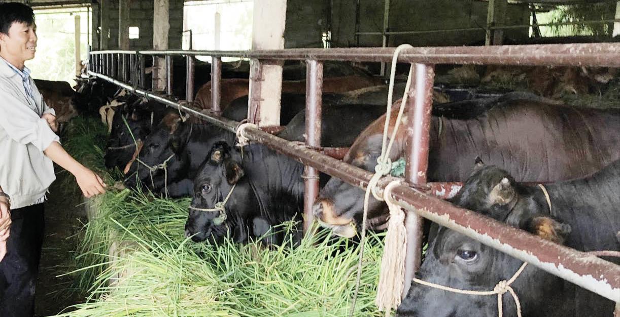 Làm giàu từ trồng cỏ và nuôi bò