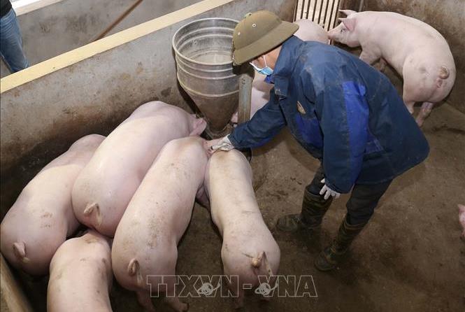 Đề xuất cơ chế, chính sách hỗ trợ phòng, chống dịch bệnh động vật