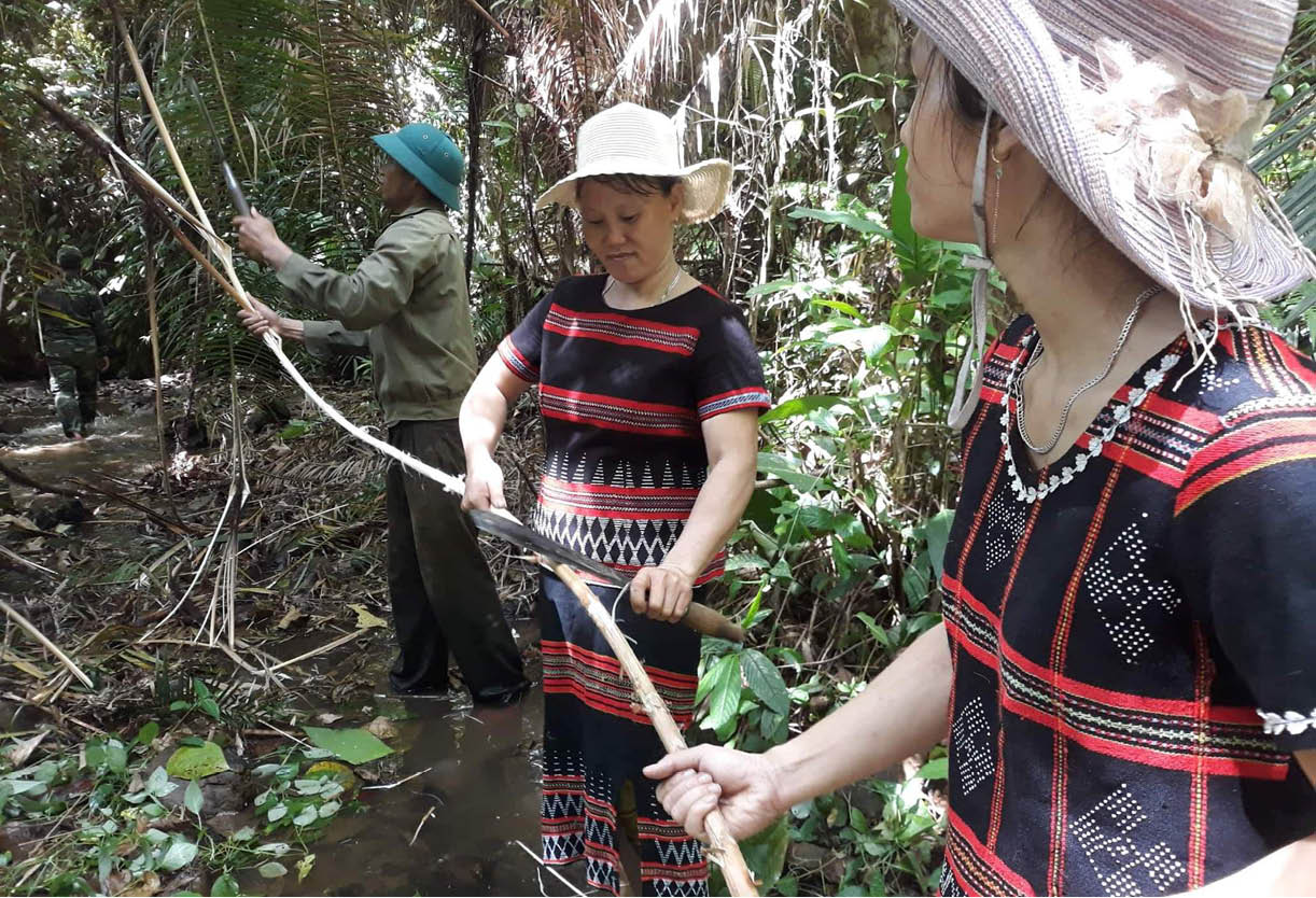 Lợi ích từ trồng mây ở Nam Đông