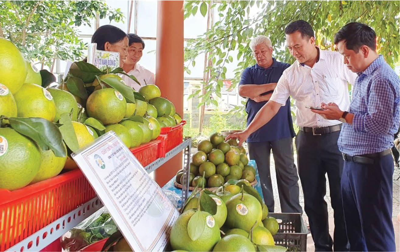 Tìm giải pháp thúc đẩy tiêu thụ cam “sạch” Nam Đông