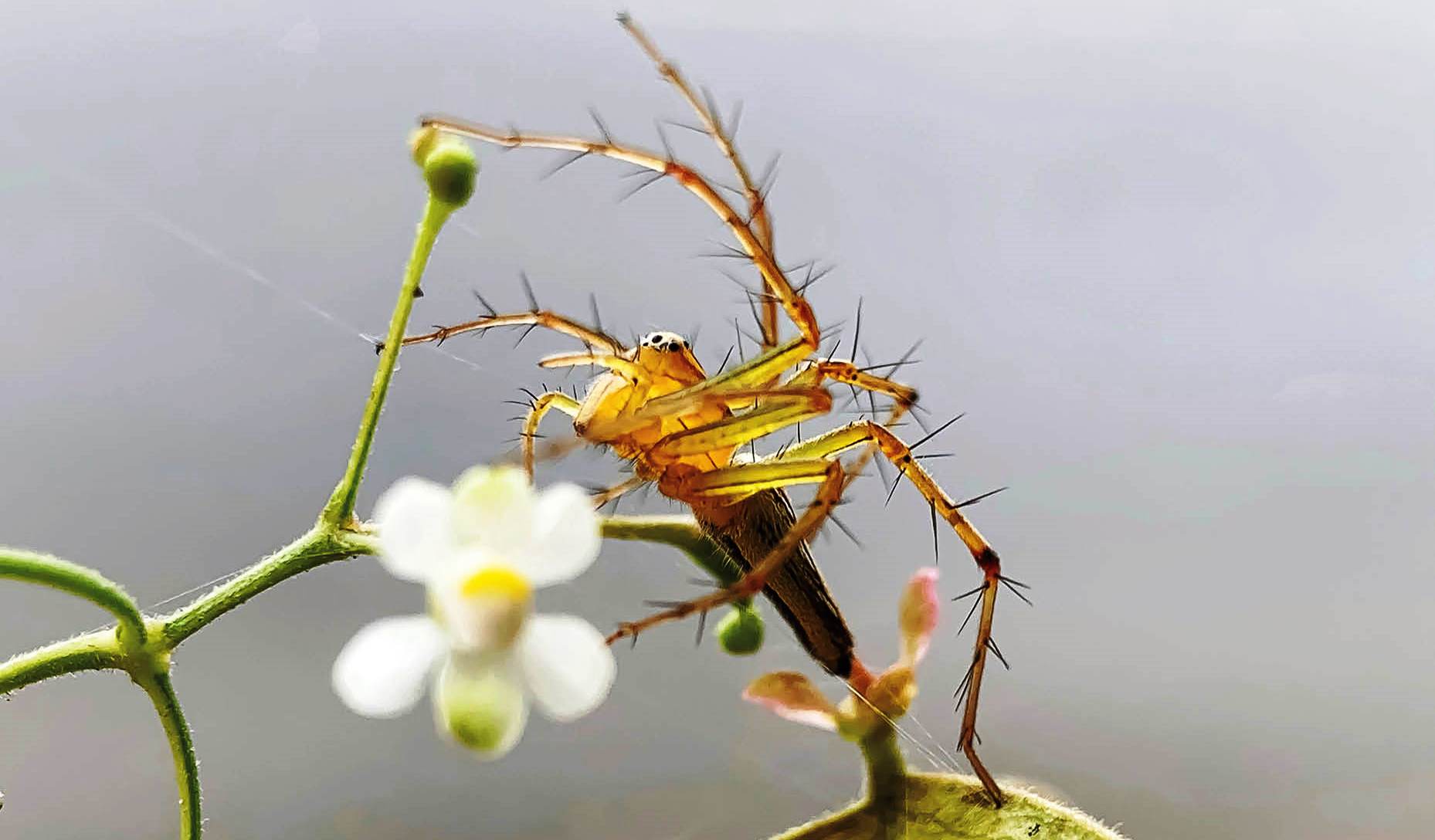 Thế giới tí hon qua ống kính macro phone
