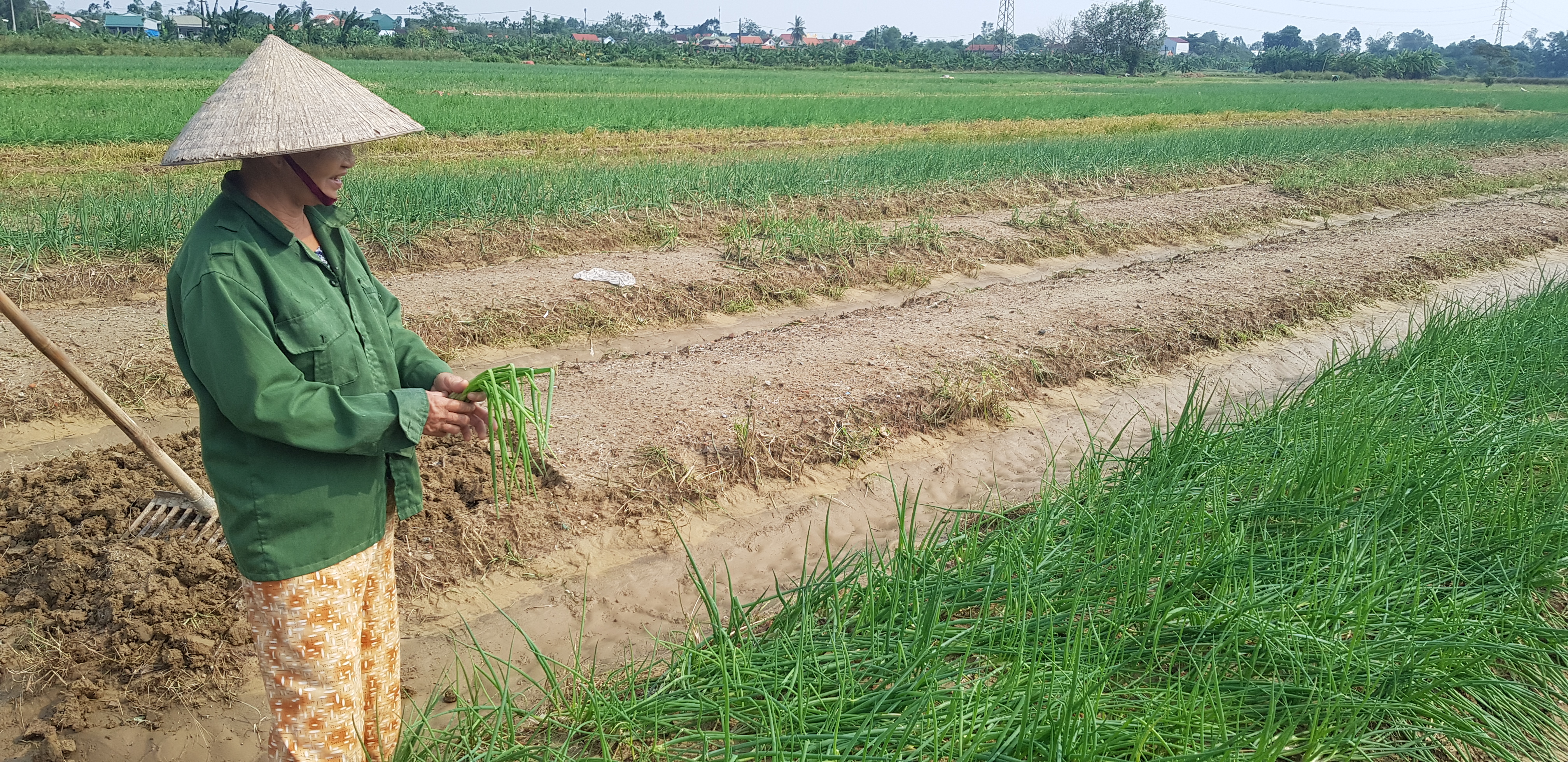 Khôi phục sản xuất nông nghiệp sau lũ