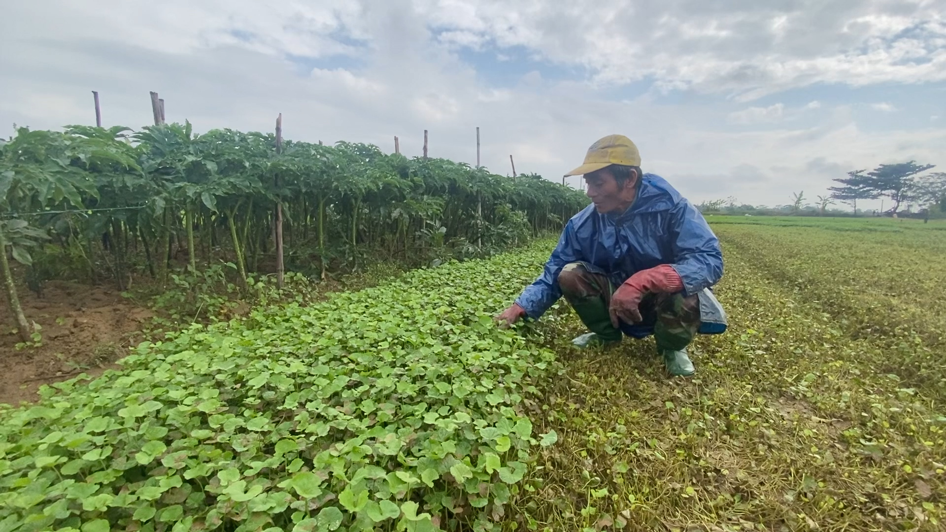 Khôi phục sản xuất sau mưa lũ