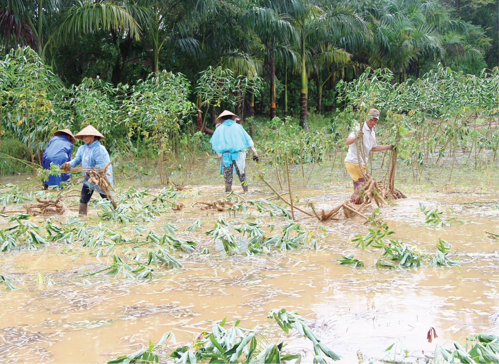 Tăng năng lực thích ứng cho nông dân