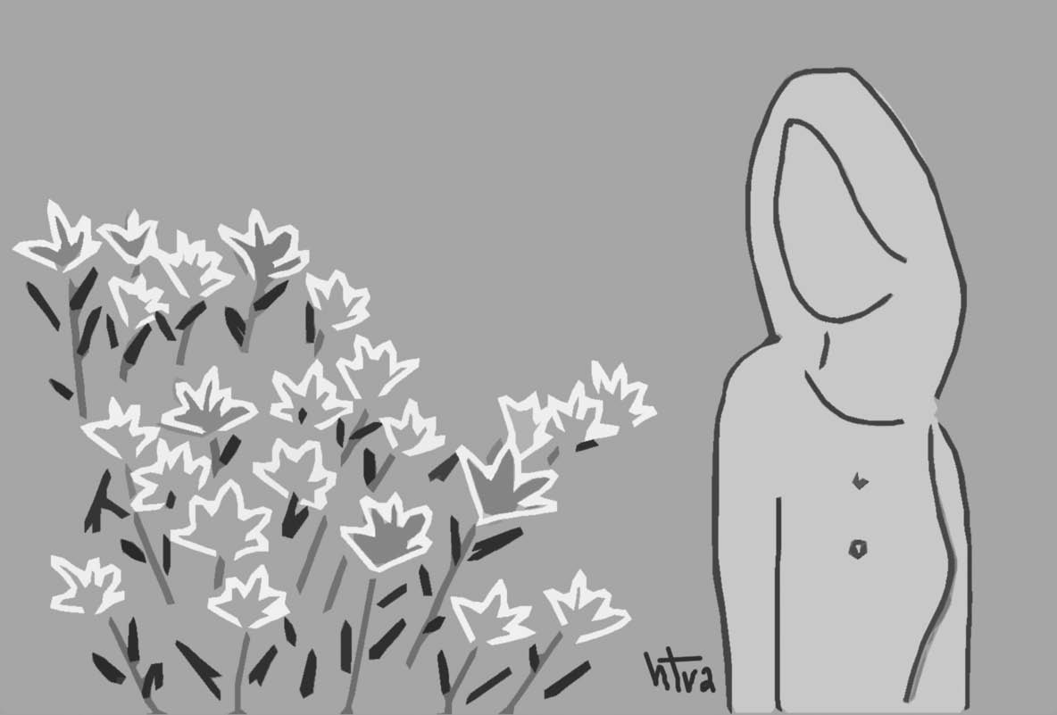 Huệ mưa ngày nắng