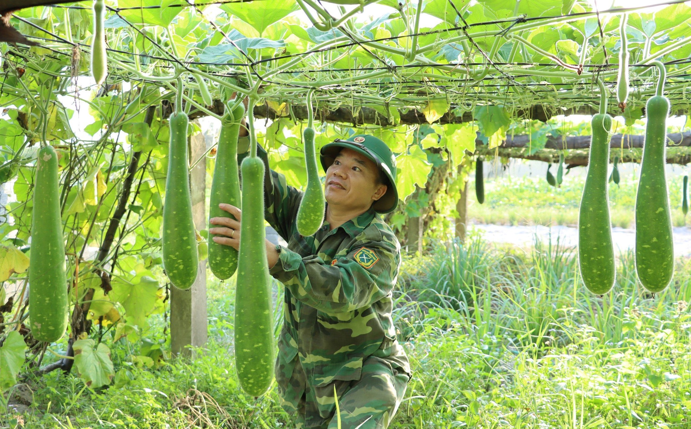 Tăng gia sản xuất nâng cao đời sống cho bộ đội