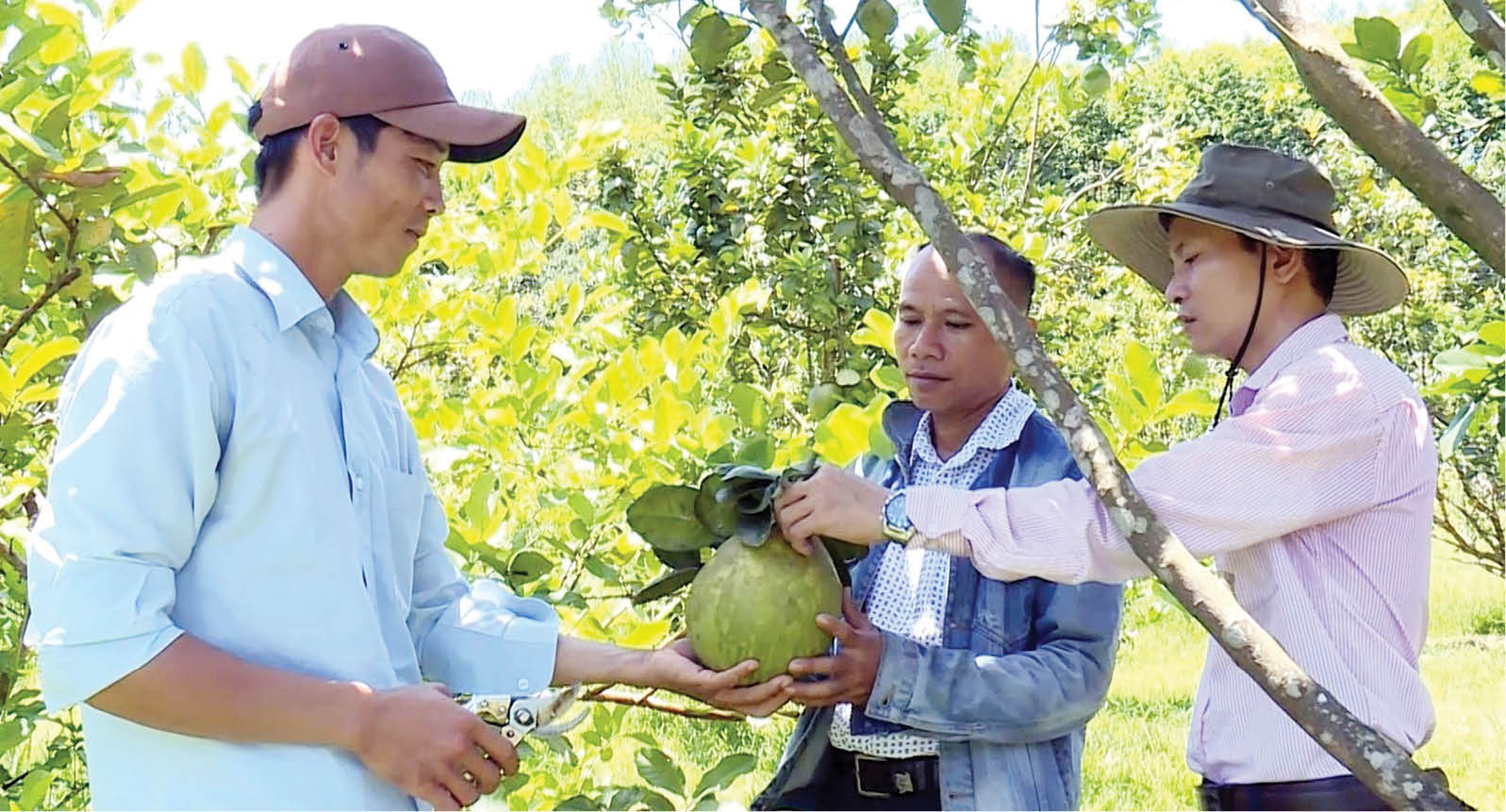 Tái cơ cấu nông nghiệp theo hướng sản phẩm sạch, công nghệ cao