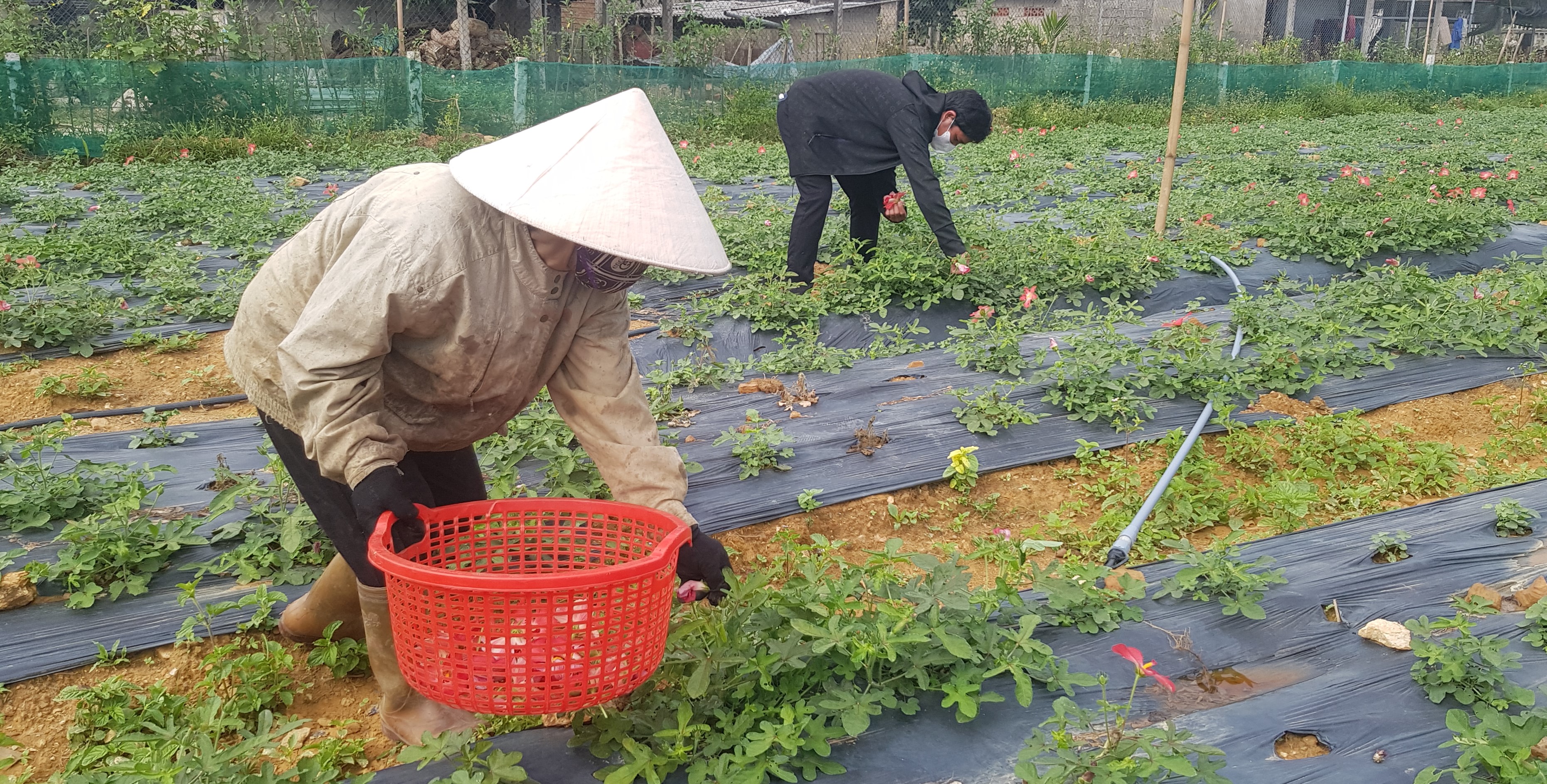 Đào tạo giảng viên truyền thông phục vụ phát triển vùng trồng dược liệu