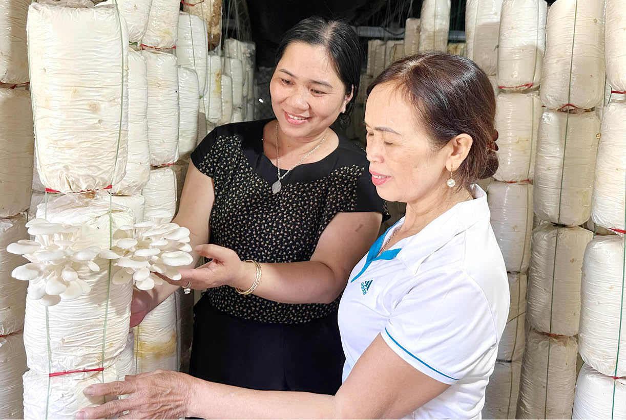 Liên kết trồng nấm phát triển kinh tế