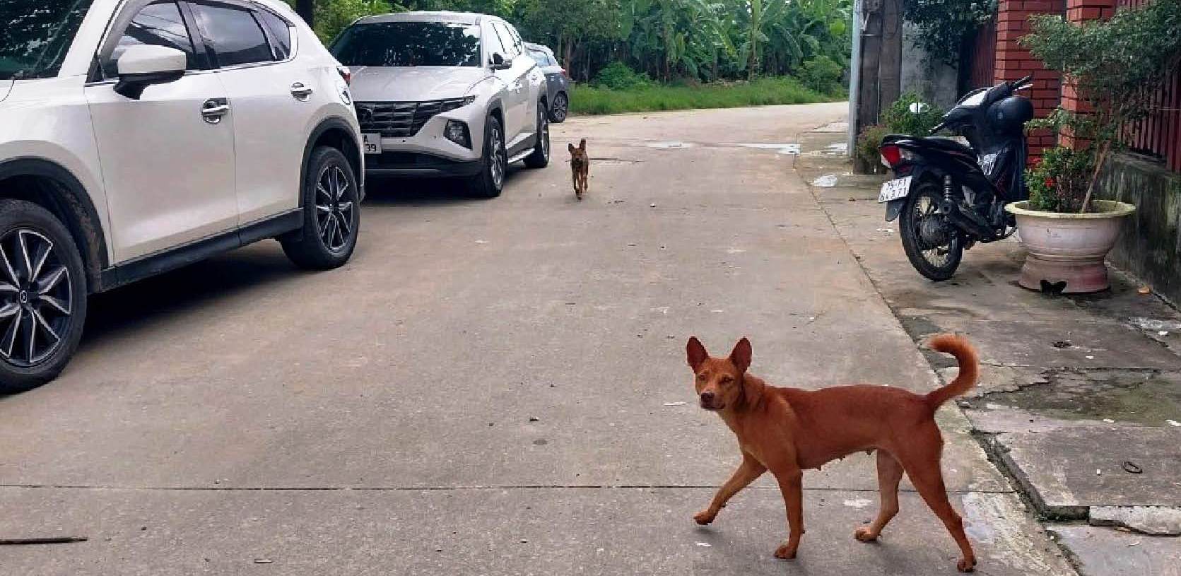 Cần chế tài mạnh chó thả rông