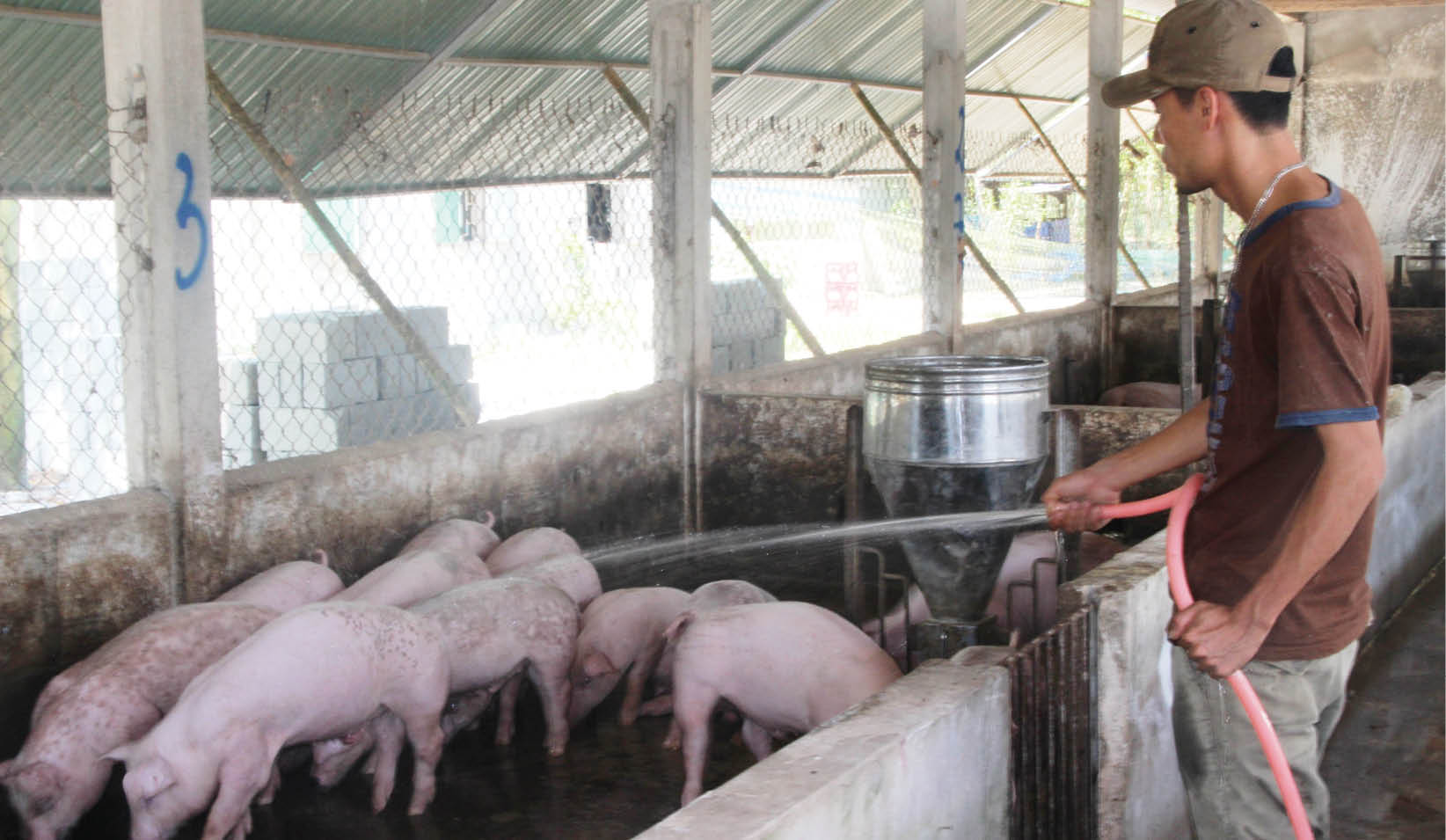 Phòng dịch bảo vệ đàn gia súc, gia cầm