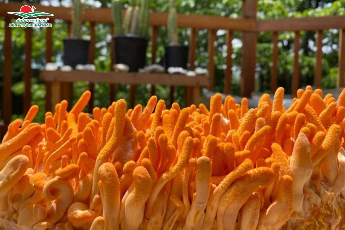 Cách sử dụng đông trùng hạ thảo tươi đạt hiệu quả cao nhất