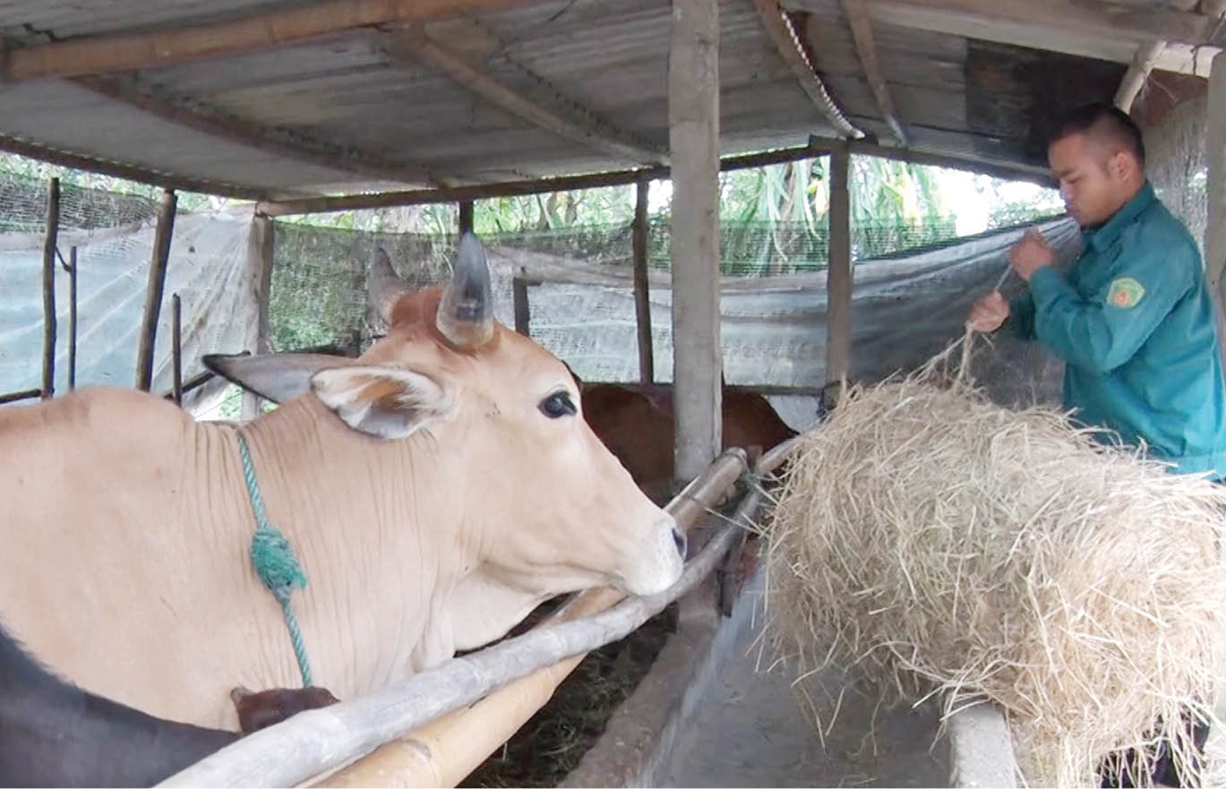 Chủ động chống rét cho vật nuôi