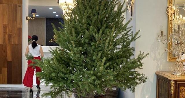 Thông tươi nhập khẩu Đan Mạch - mặt hàng “hot” trong dịp Giáng sinh