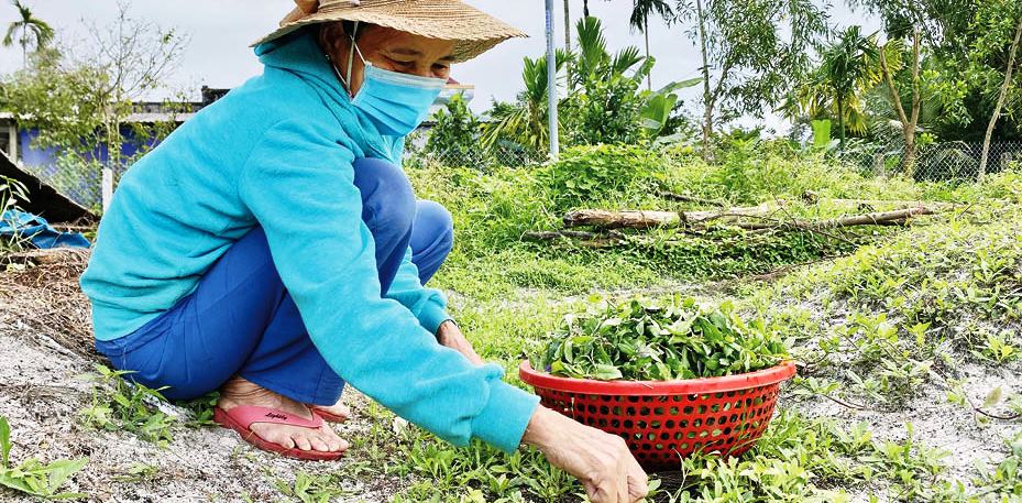 Săn rau chẵn lẻ