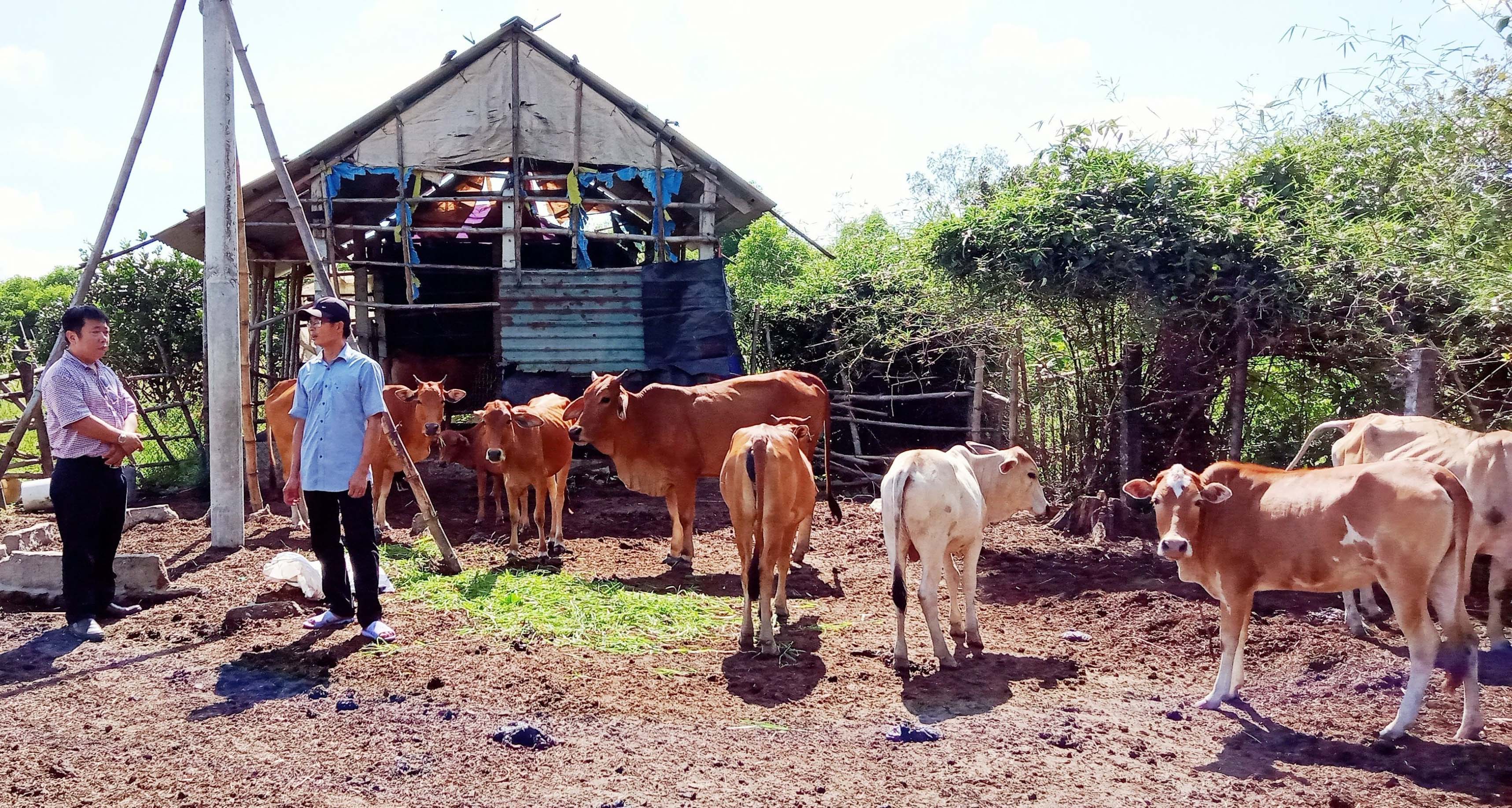 Dịch lở mồm long móng diễn biến phức tạp trên địa bàn huyện A Lưới