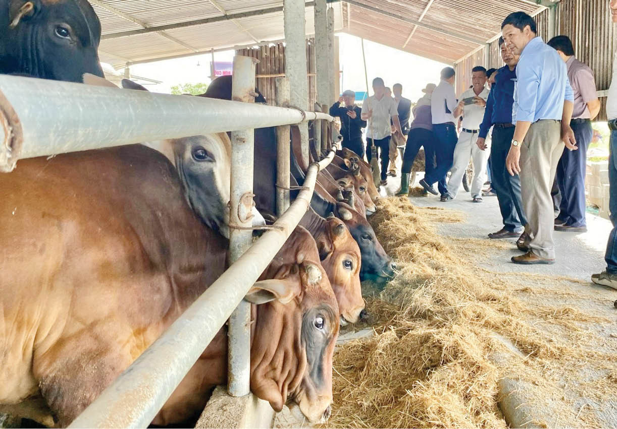 Chế biến rơm làm thức ăn vỗ béo bò