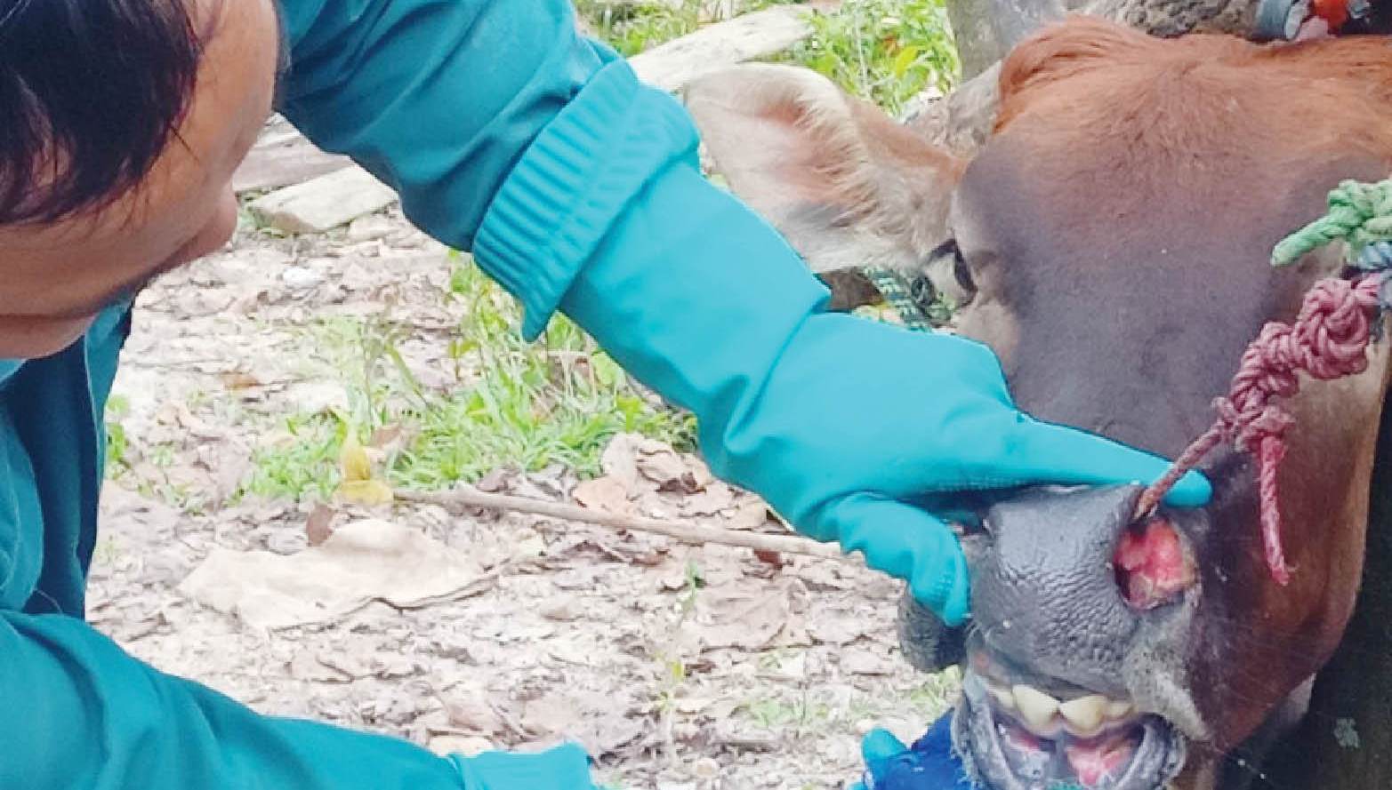 Tích cực khống chế dịch lở mồm long móng ở A Lưới