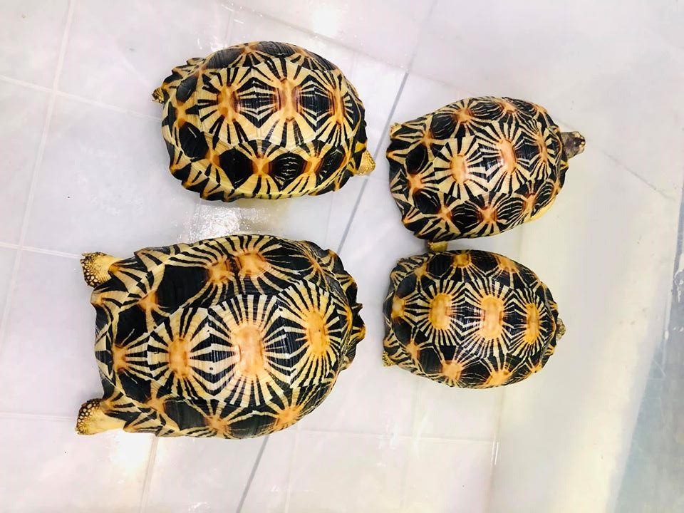 Nhận án tù vì nuôi rùa ngoại lai