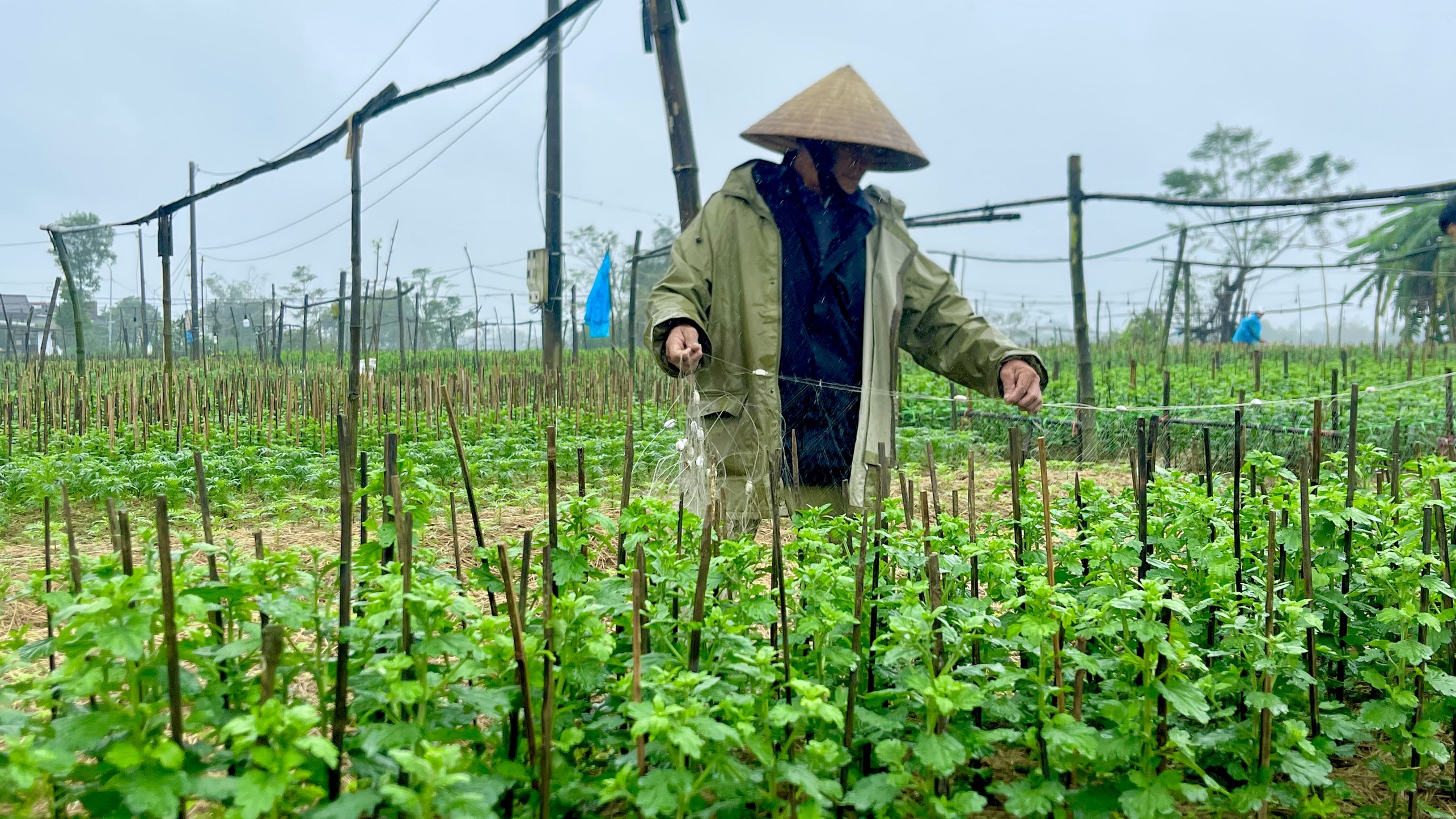 Nông dân làng hoa lo mất tết vì chuột phá hoại