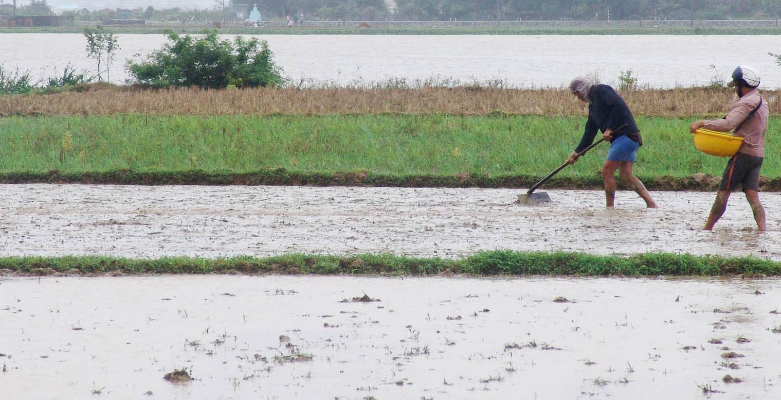Phòng, chống rét cho vụ đông xuân