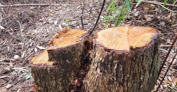 Rừng phòng hộ hồ Quao bị chặt phá