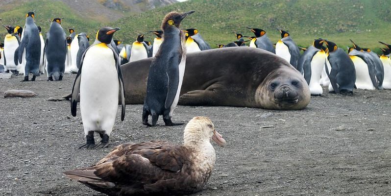 Cúm gia cầm lần đầu tiên được tìm thấy ở động vật có vú gần Nam Cực