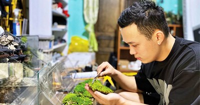 Vẽ tranh từ…rêu