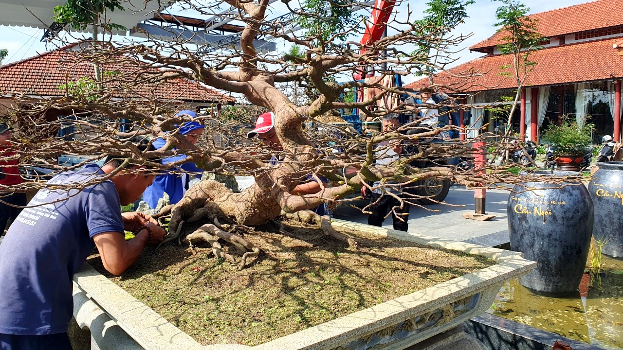 Hoàng mai đọ dáng bên cầu cổ