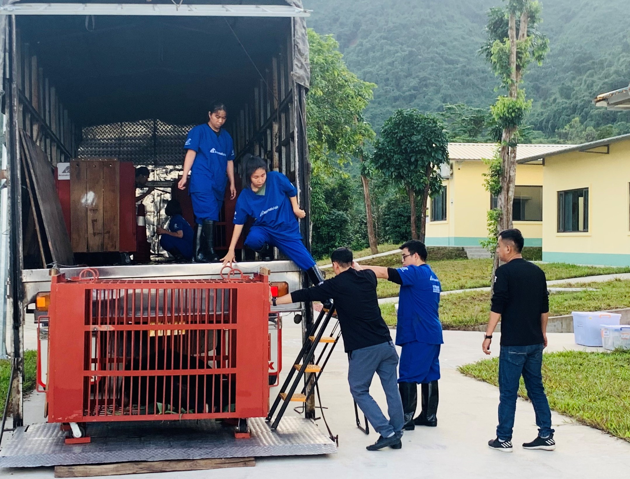 Cứu hộ 3 gấu ngựa từ TP Hồ Chí Minh về Vườn Quốc gia Bạch Mã