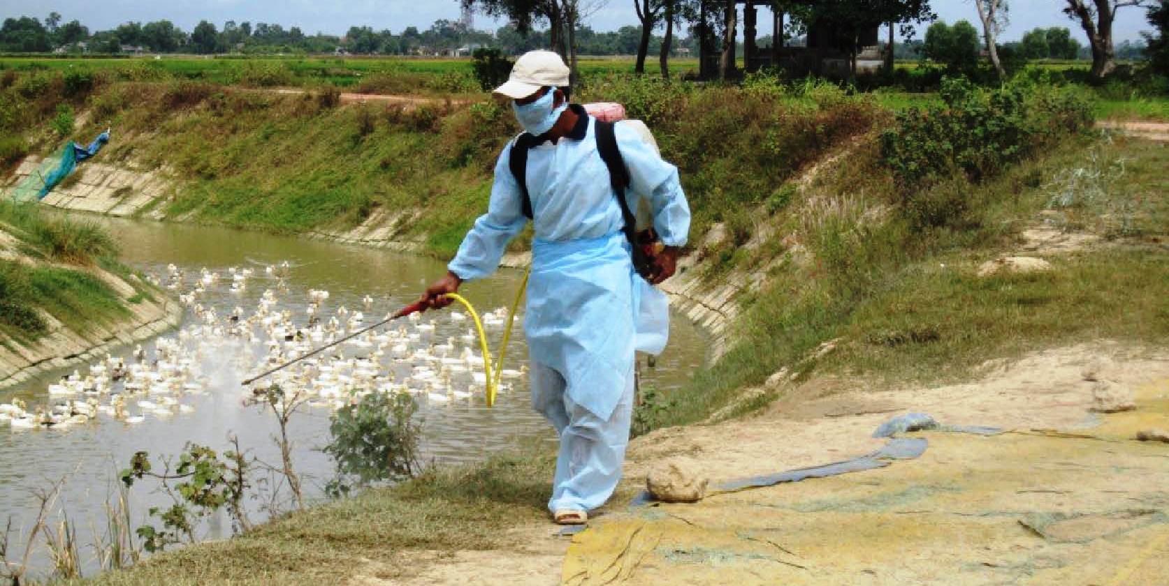 An toàn gia súc, gia cầm trong dịp tết