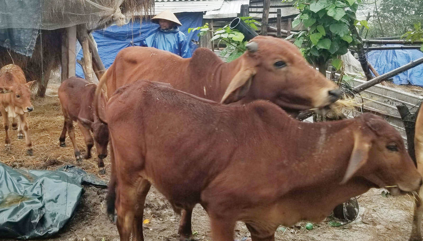 Từng bước nhân rộng mô hình khuyến nông mới